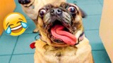 Funniest Animal Videos  😅 - Best Funny Dogs And Cats Videos😂 2022