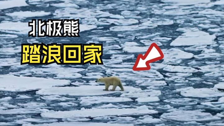 Those peaceful animal videos!