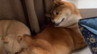 妈妈的好大儿（你要魅惑谁啊）