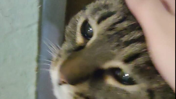 After taking a shower, I found the dorm supervisor’s cat waiting for me in the hallway.