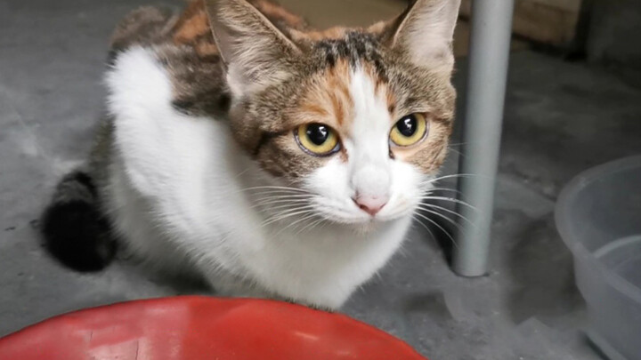 Story Of A Stray Cat In The Parking Lot