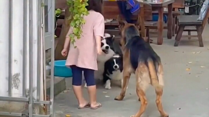 “Adegan ikonik ‘manusia mengandalkan keberanian anjing’, saat si anjing terlibat masalah, dia benar‑