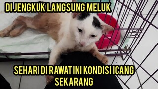 Masya Allah Kucing Lumpuh Ini Si Icang Langsung Meluk Saat Di Jenguk Di Klink 😭