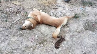 以为是老鼠，狗狗一口咬下去发现不对劲，被屁熏的直打滚
