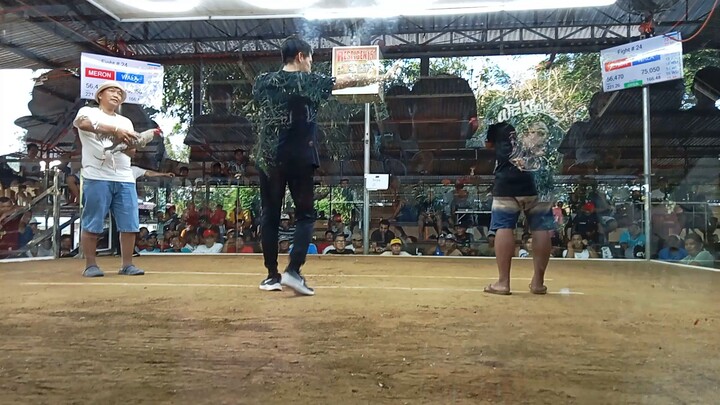 third fight white bulik