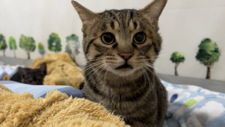 When I pulled my arm away while the kitten was kneading, it got so mad that it took three minutes to