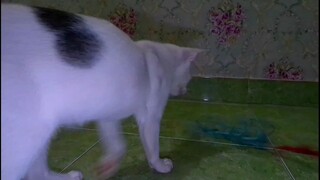 Kucing Lucu - seru banget mainnya