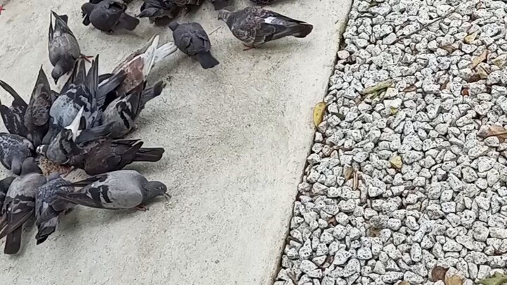 นก