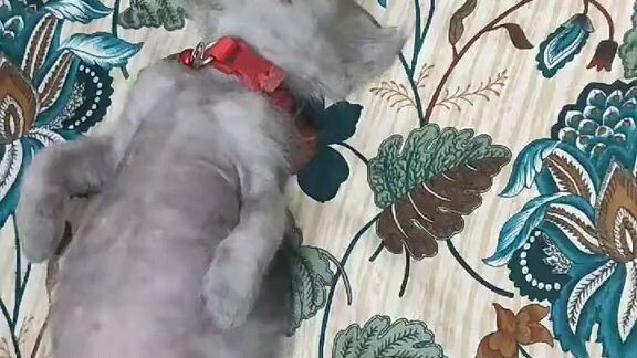 cat baby