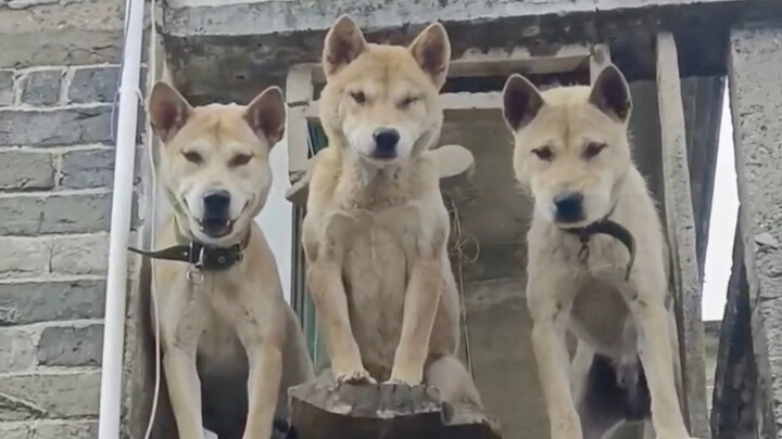 ลูกสุนัขตัวหนึ่งจะใช้เวลานานแค่ไหนในการแหกคุกเพื่ออิสระ?