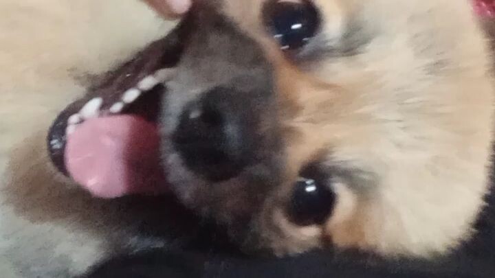 Poms Poms cutie dog🥰