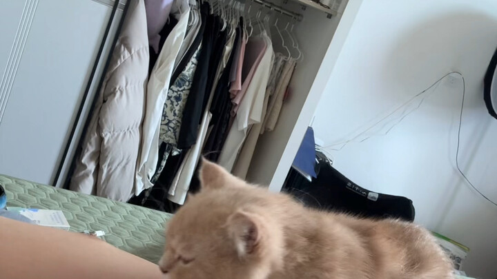 فوائد تربية القطط