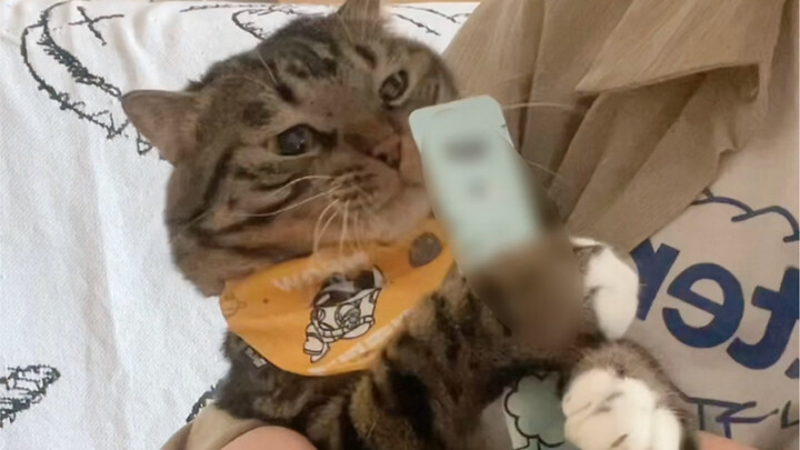 How to get 99 kisses from a kitten for free