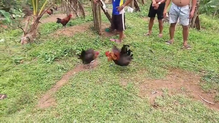 3ple mz blacks vs rjc blacks