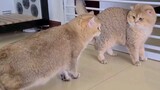 Terhadap kucing jahat ini, hanya bisa bersikap imut!