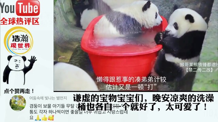 熊猫宝宝们边洗澡边打架火出圈，老外：简直太可爱了，我爱熊猫！
