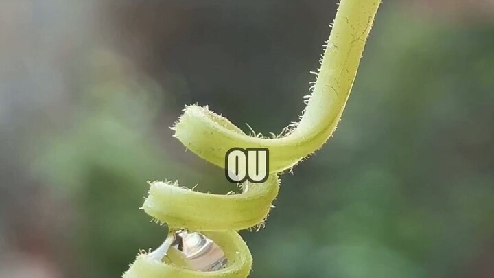 Círculo da morte formigas