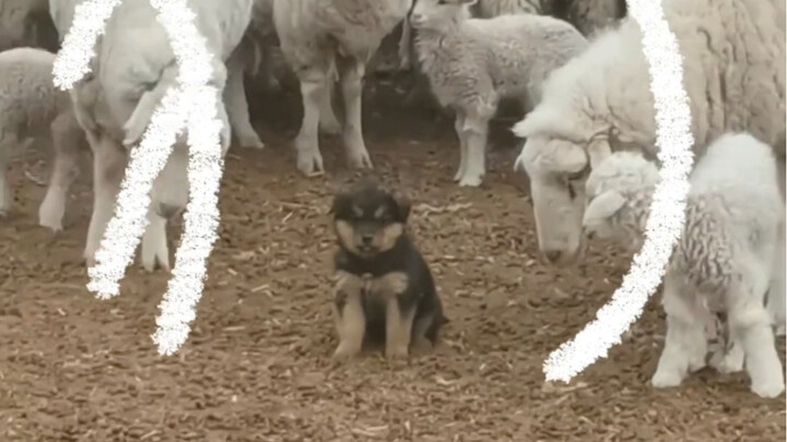 Stubborn Puppy: My mom says I’m a shepherd dog!