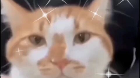 kucing oyen