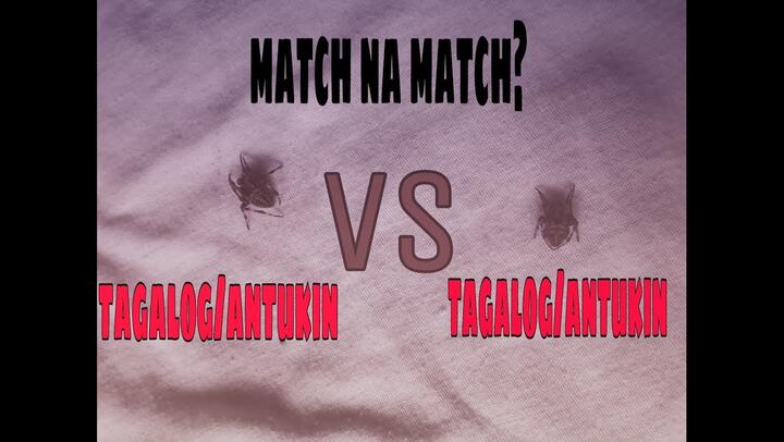 Gagambang tagalog vs tagalog, (match na match)