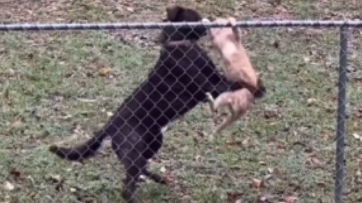 Good Cat, Bad Dog