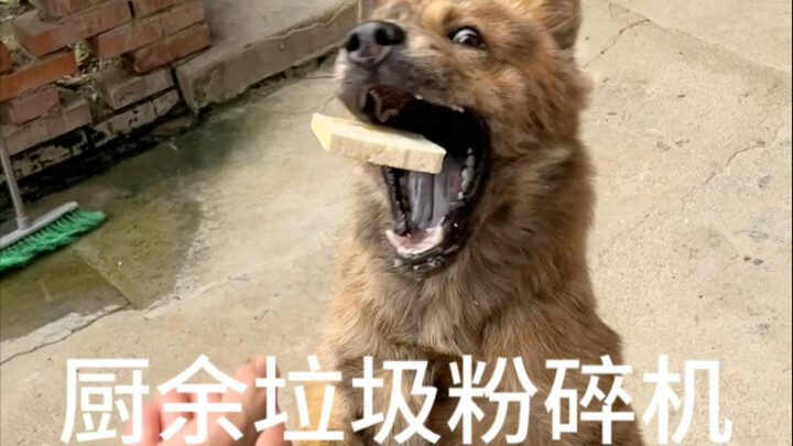 القاتل النهائي لنفايات المطبخ