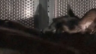 Welcome to enjoy the artistic masterpiece "The Cat in the Drum"!