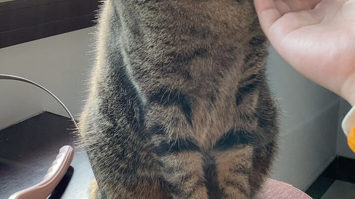 هل لا تستطيع القطة التنفس من فمها؟