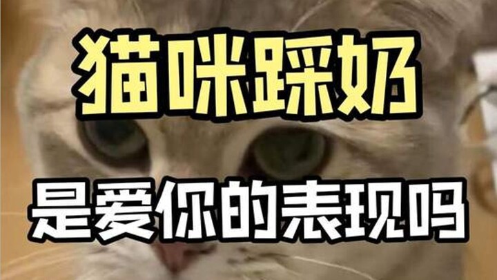 Is a cat kneading with its paws a sign of affection?