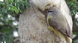 The nesting wisdom of the waving tit