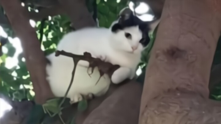 “Sư phụ, con lên đường giang hồ đây!”