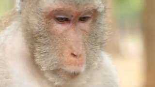 Sadness Monkey Jane Waiting Her New Baby Coming Soon, Pregnant Jane Monkey Nearly Give Birth