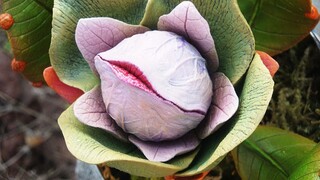 This Plant Kinda Sus....