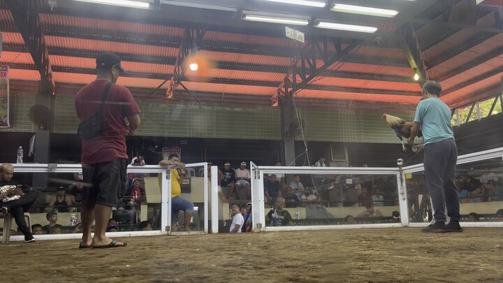 Lusiana arena, still undefeated #batanghalimawmagmanok