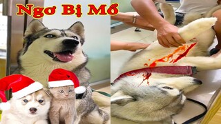 Thú Cưng TV | Ngáo Và Ngơ #40 | chó thông minh vui nhộn | Pets funny cute smart dog