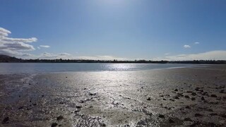 奧克蘭 東區 翠農灣濱長廊 4K Farm Cove Reserve, Auckland, New Zealand  DJI Pocket 2 2025.09.