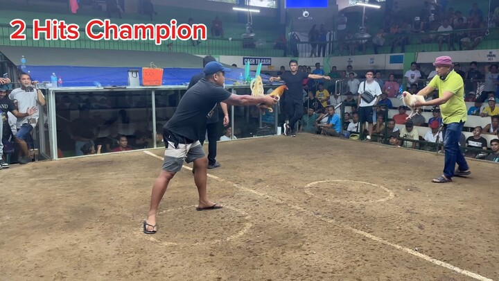 Choco for Gold Medlaist - Peterfun GF