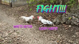 White Hatch VS Leapy White SPAR!!      JRP Gameyard