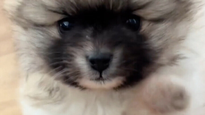 น่ารักจัง แถมยังกระทืบเท้าด้วย!