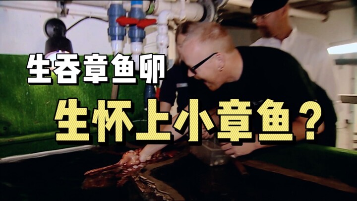 "Mythbusters" ăn trứng bạch tuộc sống, bạn có thể mang thai một con bạch tuộc con không?