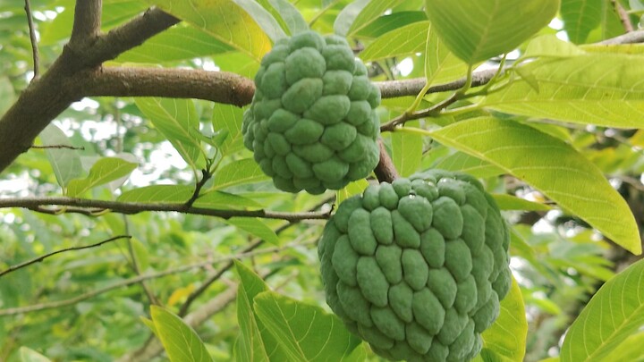 আতা ফল
