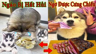 Thú Cưng TV | Ngáo Và Ngơ #37 | chó thông minh vui nhộn | Pets funny cute smart dog