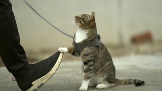 钢镚猫对着镜头训练第一次挑战，老兵颤抖着陪练！