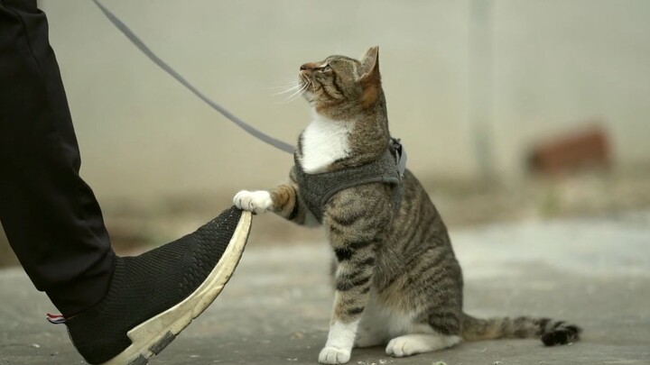 قطة "غانغبين" تُجري أول تحدٍّ لها أمام الكاميرا، بينما يرافقها المقاتل المخضرم بيدٍ مرتجفة!