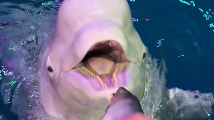 Pagi-pagi banget tiba-tiba ngasih makan si Baima dan Si Hei Yu. Baima agak bingung, tapi Si Hei Yu l