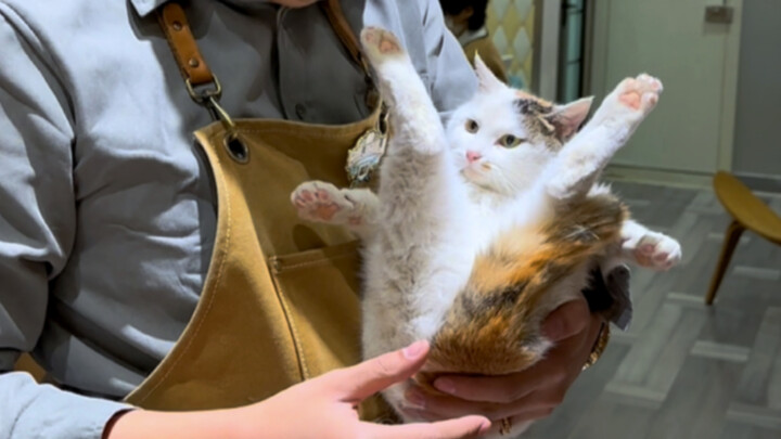 Is this cat serious?