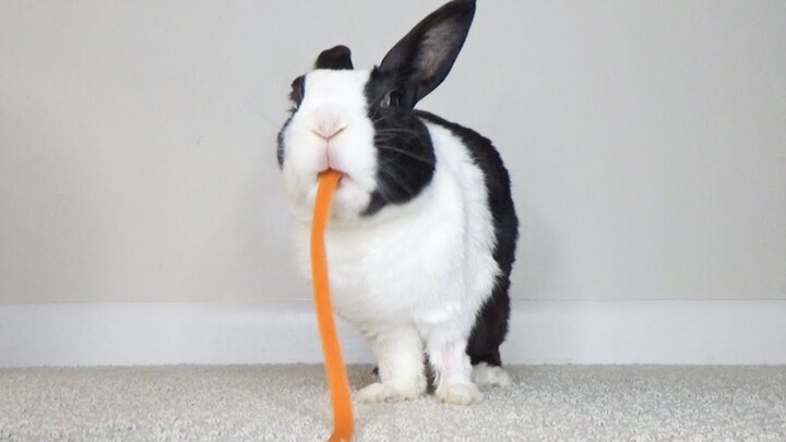 The whole process of a rabbit turning a carrot into poop takes just 10 seconds! @YouTuBuErZi Subbing