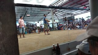 Loya lines