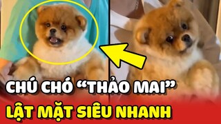 Chú chó "TRÙM THẢO MAI" với tốc độ LẬT MẶT nhanh hơn bánh tráng 😂 | Yêu Lu