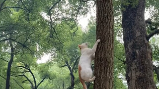 Cat: Don’t scream at me, squirrels are also mice.